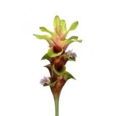 Curcuma - Zelpegre